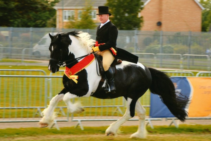 Cassius - Coloured Native Pony Stallion